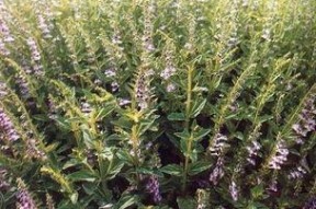 草国产,探寻自然与文化的交融之地